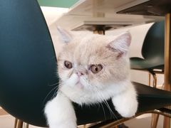-飞行喵MR PILOT|猫舍·猫咖(静安大融城店)