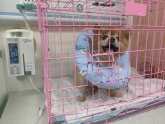 -小伙伴宠物医院•急重症转诊中心·老年专科·犬猫全科(北大街总院)