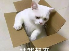 -薇薇安千层蛋糕(府城店)