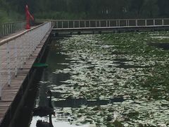 -微山湖红荷湿地景区
