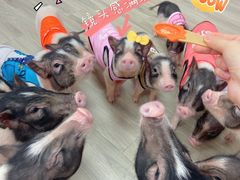 -猪盟咖啡店(玖洲道店)