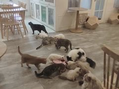 -楼上猫咖(罗湖店)