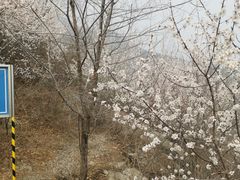 -阳台山自然风景区