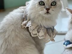 -怪兽屋·羊驼·猫咖·狗咖(俊华广场店)