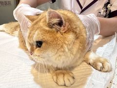 -宠爱国际动物医院·消化内科·心肾内科·ISFM猫友好(望京店)