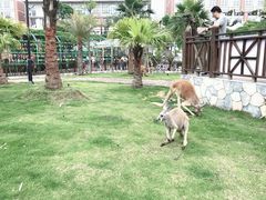 -灵玲国际马戏城