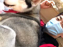 -Husky Go! 哈士奇体验馆·宠物咖啡厅狗咖