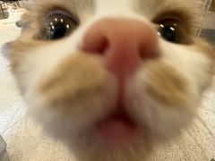 -飞行喵MR PILOT|猫舍·猫咖(静安大融城店)