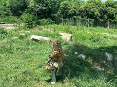 -西安秦岭野生动物园