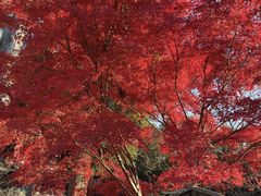 -醍醐寺