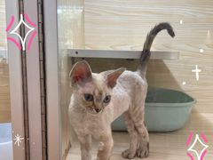 -十年猫舍·猫咪专门店(普陀店)