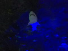 -瑞普利水族馆