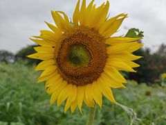 -光明小镇欢乐田园