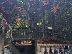 -西双版纳原始森林公园