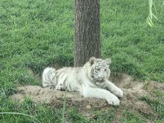 -北京野生动物园