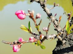 -南国桃园旅游度假区