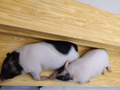 -柴源莊·柴小宠柴犬咖啡