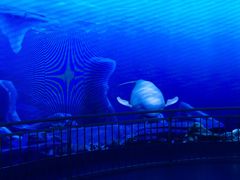 -芜湖新华联大白鲸海洋公园