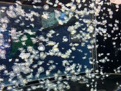 -太平洋海底世界