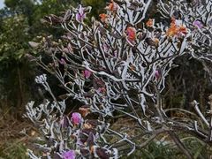 -梧桐山风景名胜区