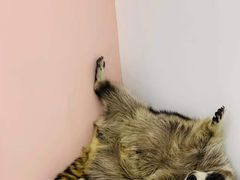 -浣熊柯尔鸭土拨鼠·电玩咖