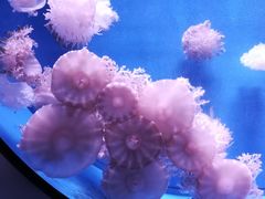 -福州罗源湾海洋世界旅游区