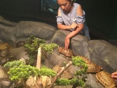 -芽庄珍珠岛游乐园