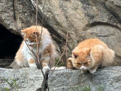 -沣峪森林公园龙潭戏水景区