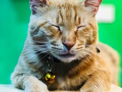 -李小姐の猫咖啡馆(五角场店)