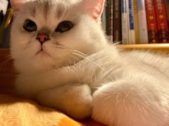 -东方名猫馆·英短金渐层布偶猫舍(环线广场1号楼店)