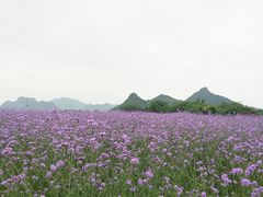 -会仙湿地