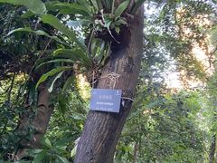 -深圳仙湖植物园