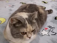 -藦茜花园宠物主题亲子互动体验馆(国顺东路店)