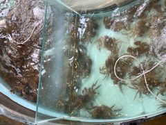 -火福·天湖阁大闸蟹博物馆主题餐厅(浅水湾店)