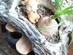 -桂林市花鸟市场