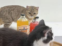 -共舞时光猫咖·狗咖(新街口店)