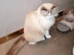 -飞行喵MR PILOT|猫舍·猫咖(静安大融城店)