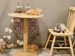 -楼上猫咖(罗湖店)