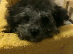 -荣耀金沙动物医院(清江西路店)