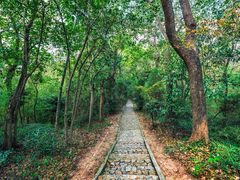 -上海佘山国家森林公园天马山园