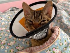 -艾贝尔宠物医院·24H转诊中心·肿瘤猫专科(江宁双龙店)