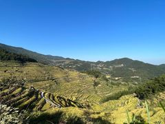 -紫鹊界梯田景区