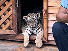 -横道河子东北虎林园
