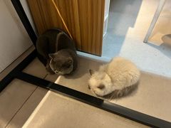 -御宝贝·A梦猫科宠物医院(国际猫友好医院)