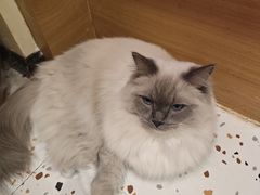 -滚猫咖啡·猫咖·猫友好撸猫(未来城店)