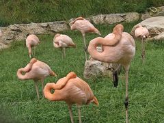 -沈阳森林动物园