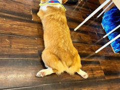 -豆柴町-柴犬主题狗咖(红鼎国际C座店)