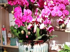 -FEI FEI FLOWER鲜花店·气球派对·宝宝宴布置(虹口德必运动Loft店)