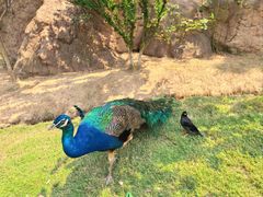 -西霞口神雕山野生动物世界