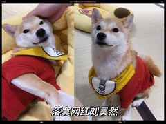-逗柴咖啡屋·狗咖猫咖宠物桌游